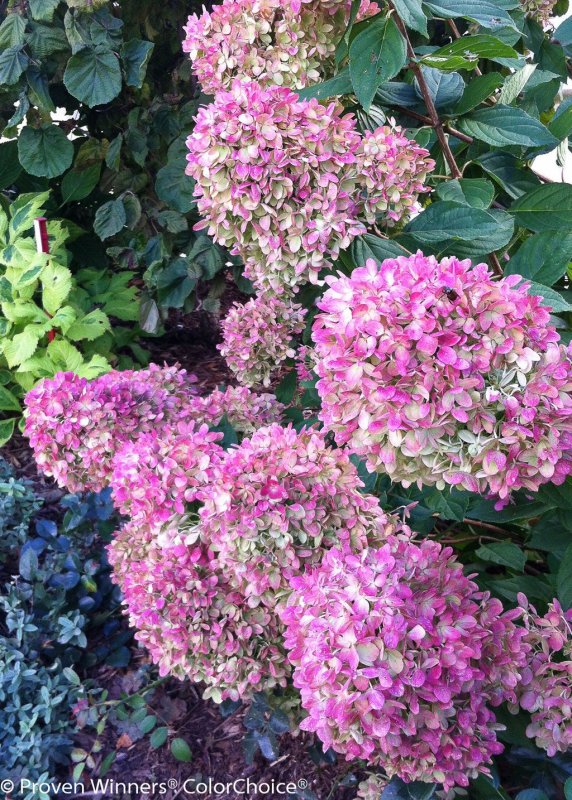 Гортензия метельчатая Hydrangea paniculata little Lime