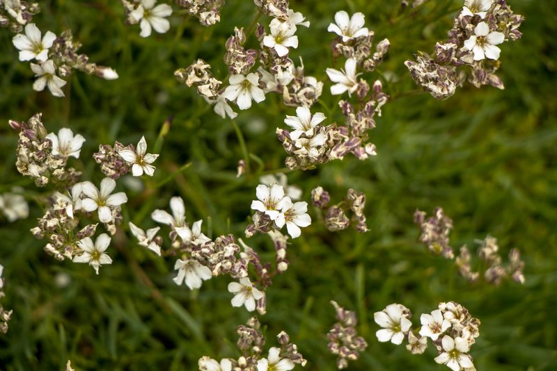 Gypsophila hora (гипсофила хора) в 80