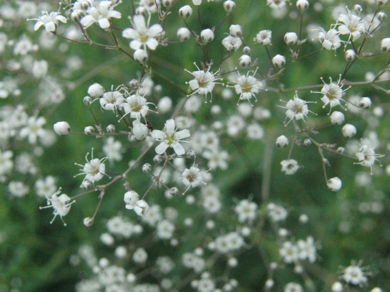 Гипсофила (Качим) метельчатая (Gypsophila paniculata)