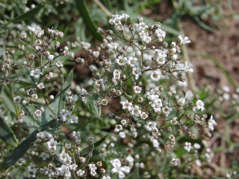Gypsophila paniculata l. – Качим метельчатый
