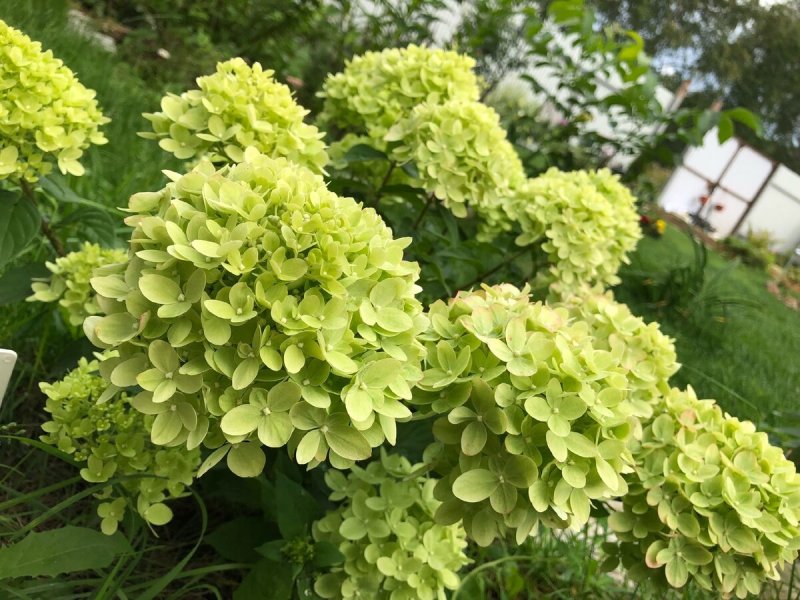 Гортензия метельчатая little Lime