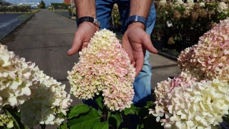 Гортензия метельчатая Литтл СПУКИ