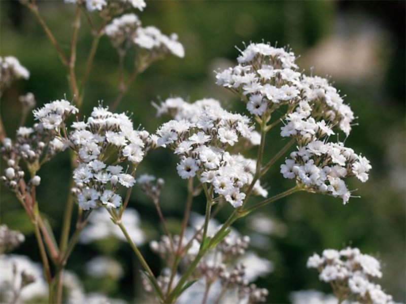 Гипсофила repens rosea