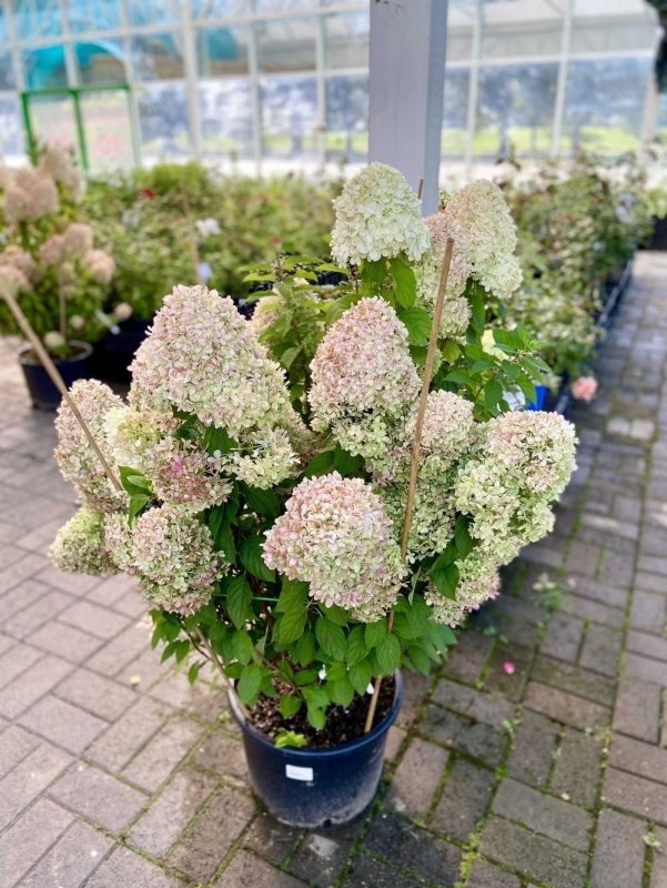 Гортензия paniculata little Lime