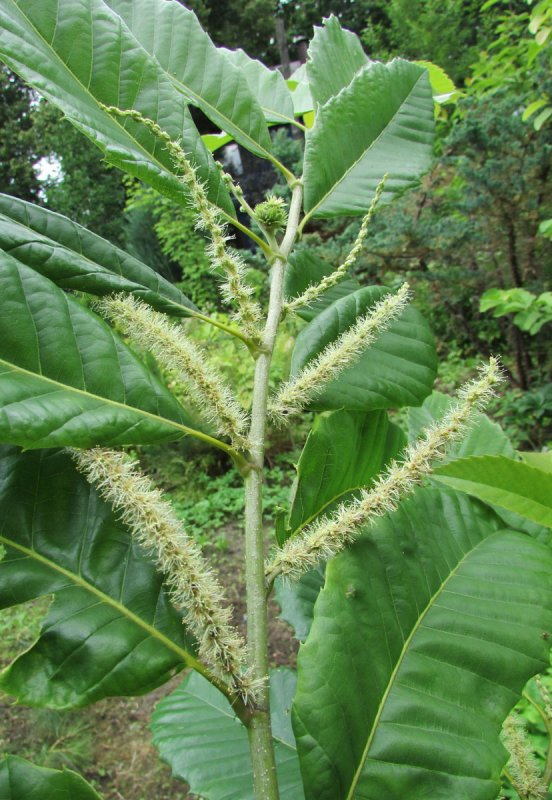 Castanea crenata