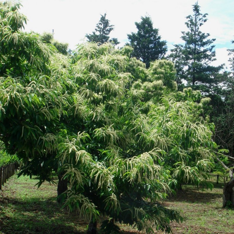 Castanea crenata