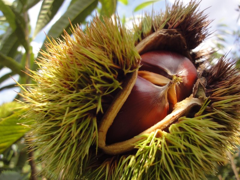 Castanea crenata