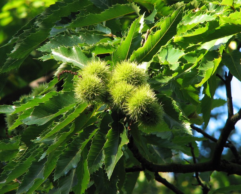 Каштан посевной – Castanea Sativa
