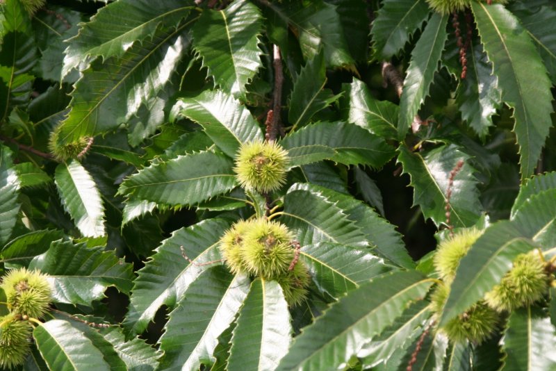 Каштан съедобный (Castanea Sativa)*
