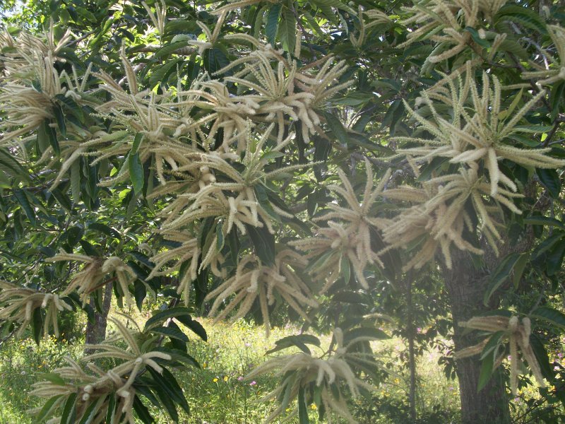 Каштан мягчайший Castanea mollissima