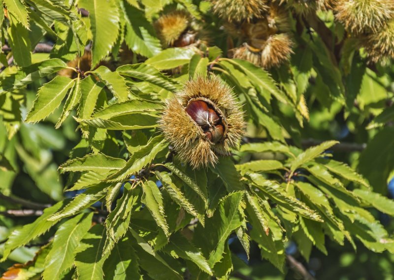 Каштан (Castanea Sativa)