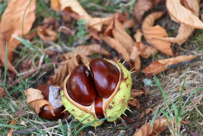 2. Каштан конский (Aesculus hippocastanum l.)