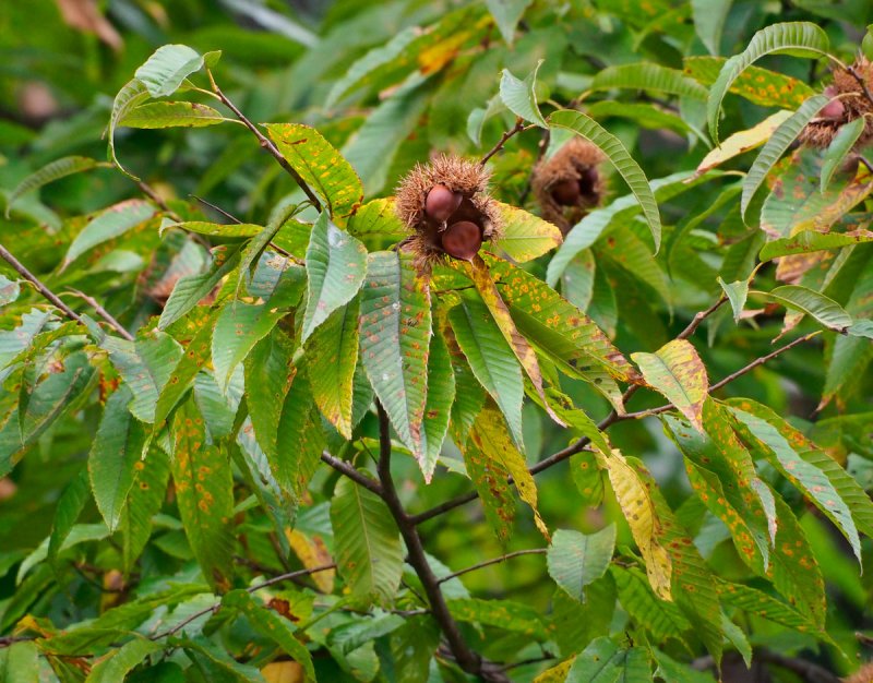 Castanea crenata каштан японский