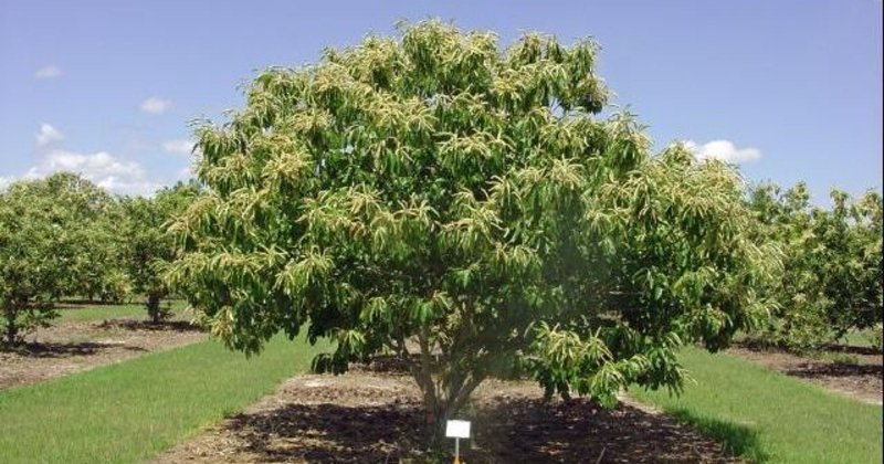 Castanea crenata