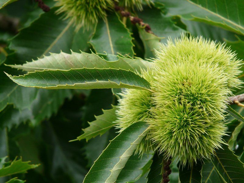 Каштан посевной – Castanea Sativa
