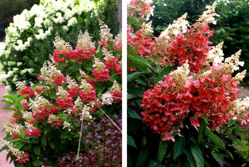 Гортензия метельчатая Hydrangea paniculata