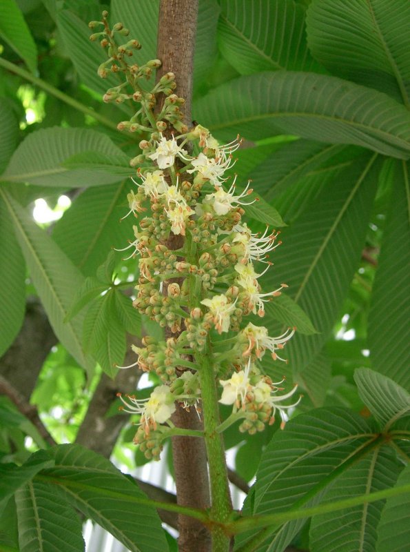 Каштан посевной (Aesculus Sativa