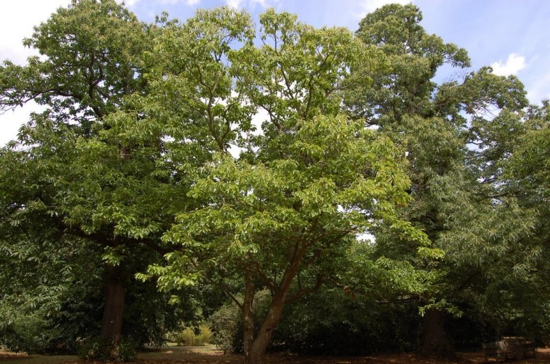 Castanea mollissima