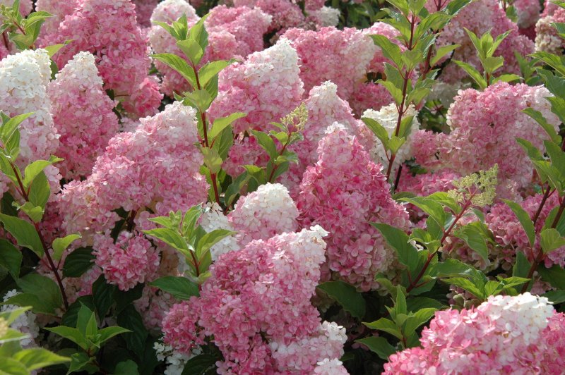 Hydrangea paniculata Mega Mindy мега Минди листья