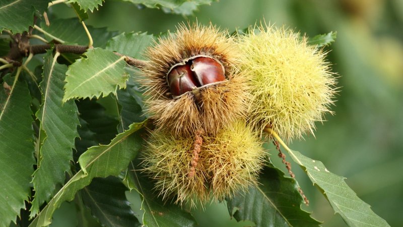 Каштан посевной (Sweet Chestnut)