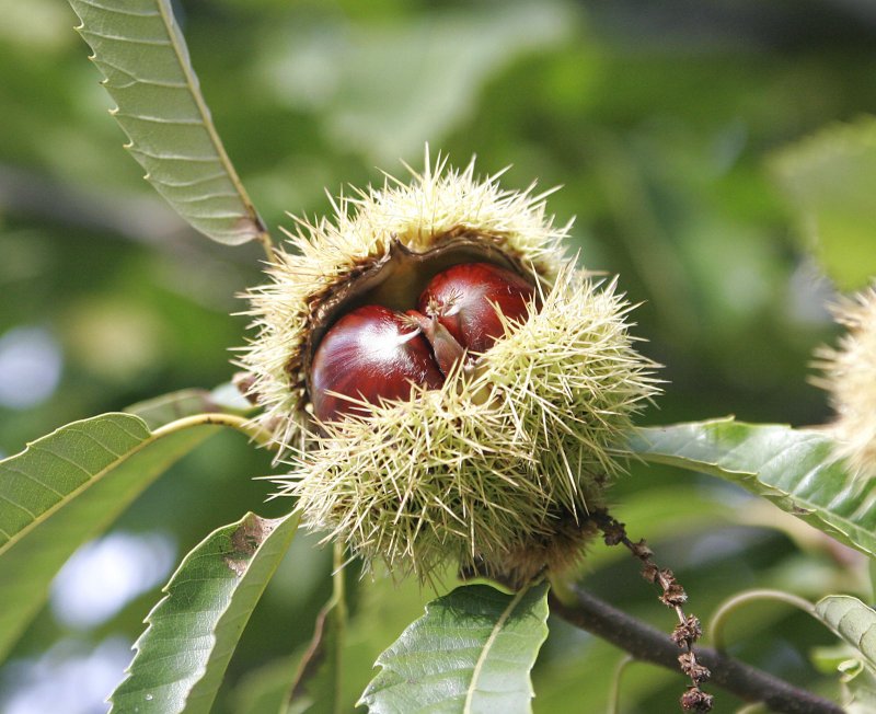 Каштан посевной – Castanea Sativa