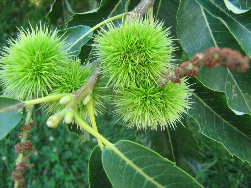 Каштан низкорослый (Castanea pumila)
