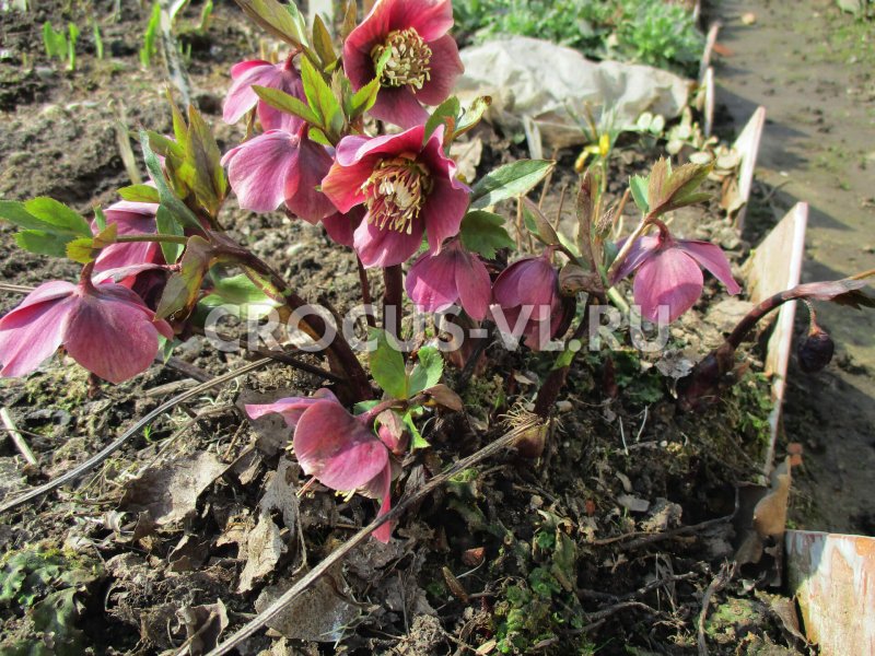 Морозник красноватый Helleborus PURPURASCENS