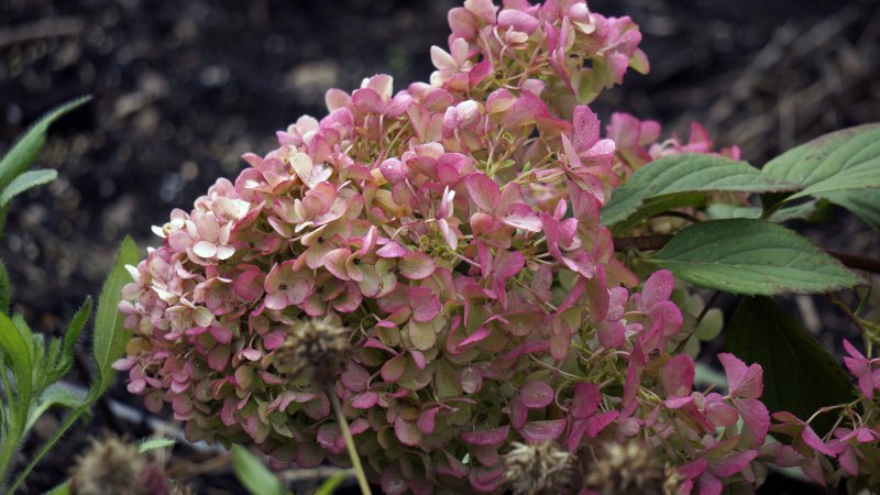 Гортензия метельчатая Pink Lady