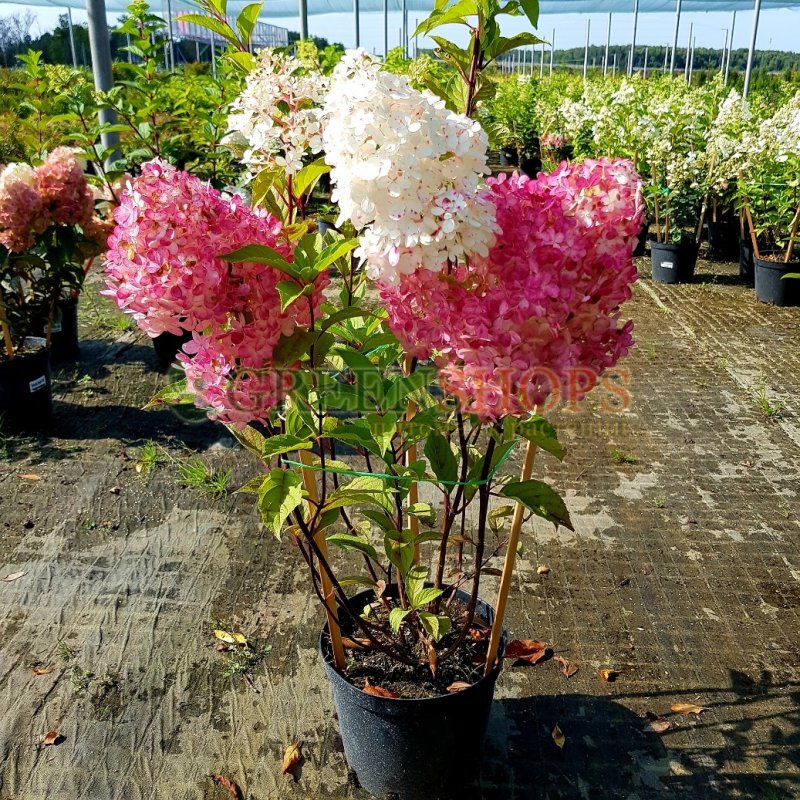 Гортензия метельчатая Raspberry Pink