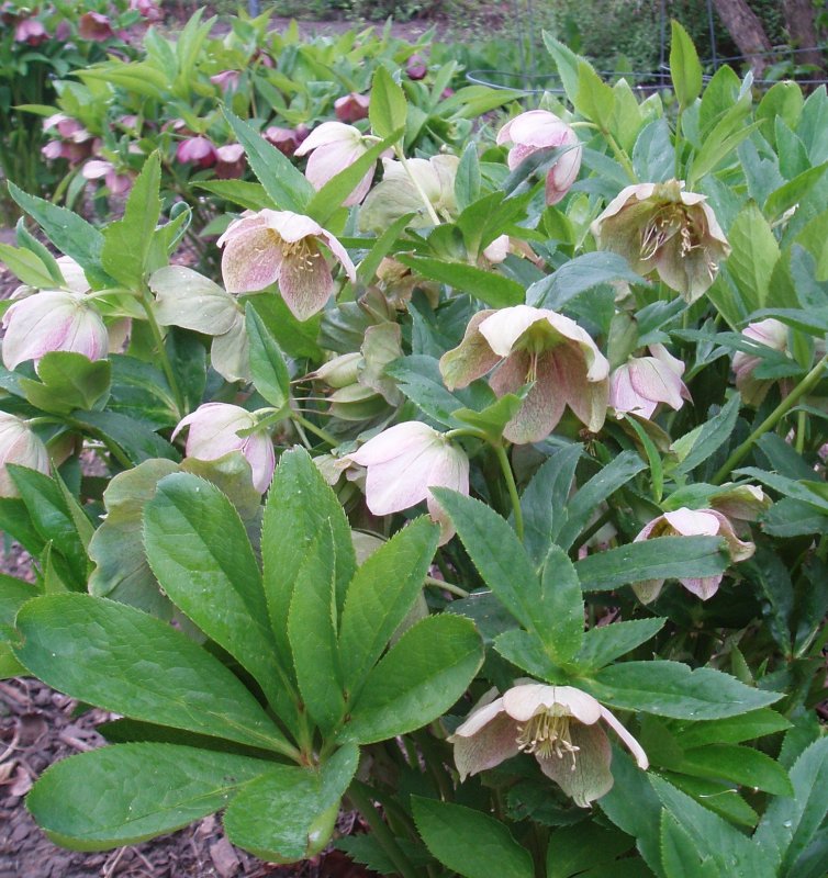 Морозник Helleborus orientalis