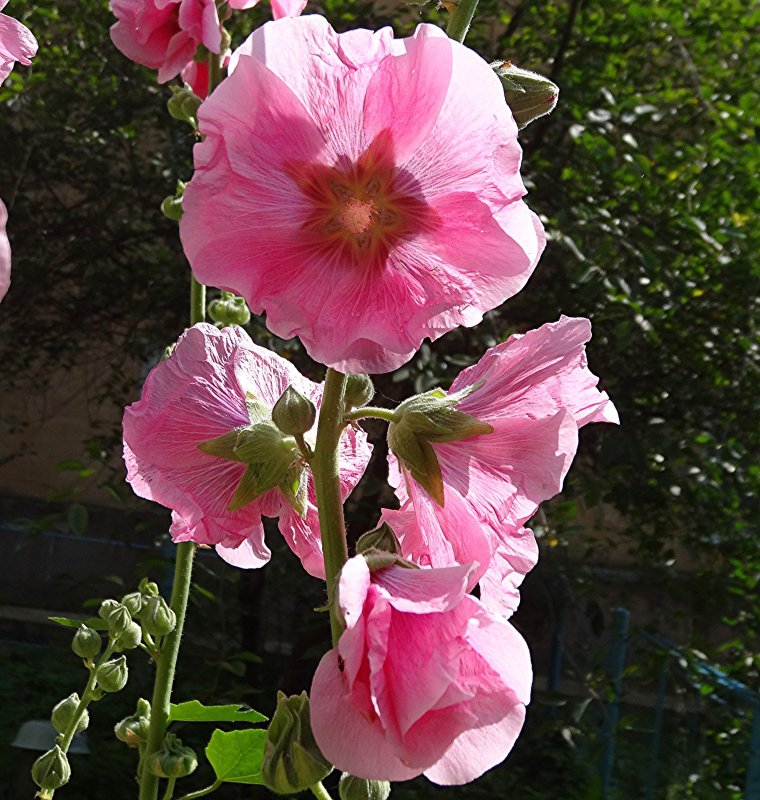Alcea rosea Pink