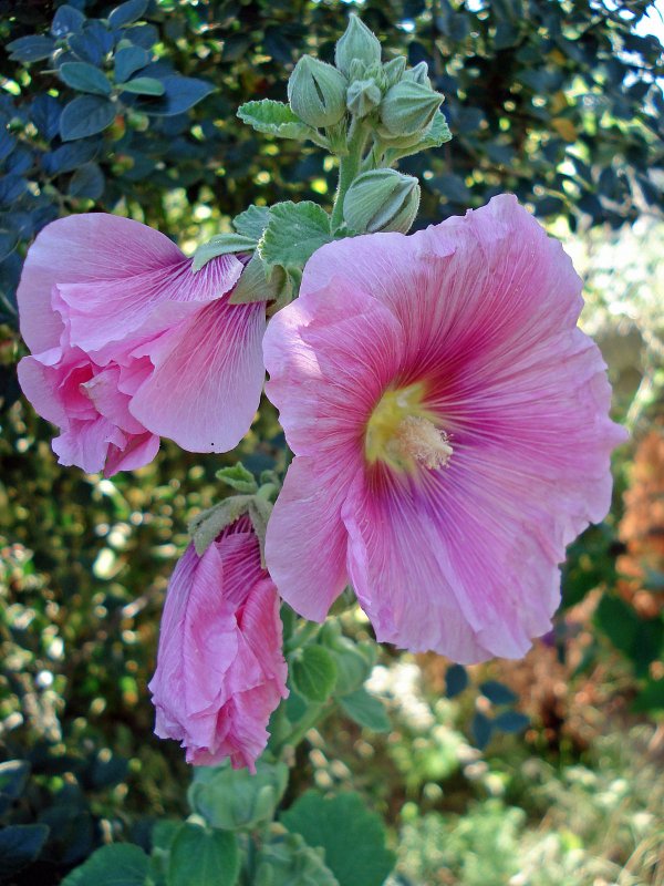 Мальва розовая (Alcea rosea)
