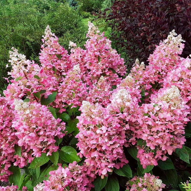 Гортензия метельчатая "Pink and Rose" ("Пинк энд Роуз")