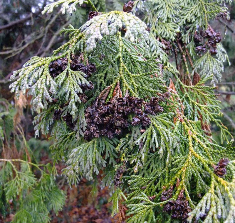 Cupressus Funebris