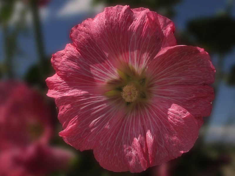 Мальва Alcea White perfection