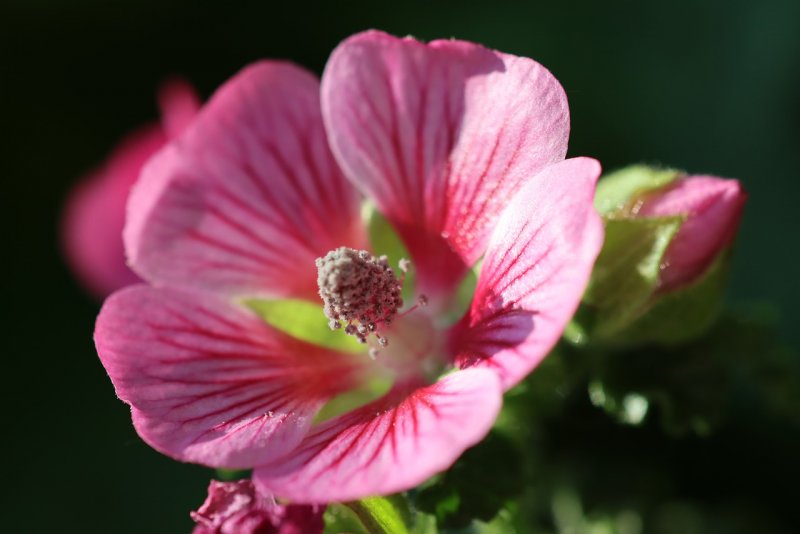 Шток-роза Alcea rosea
