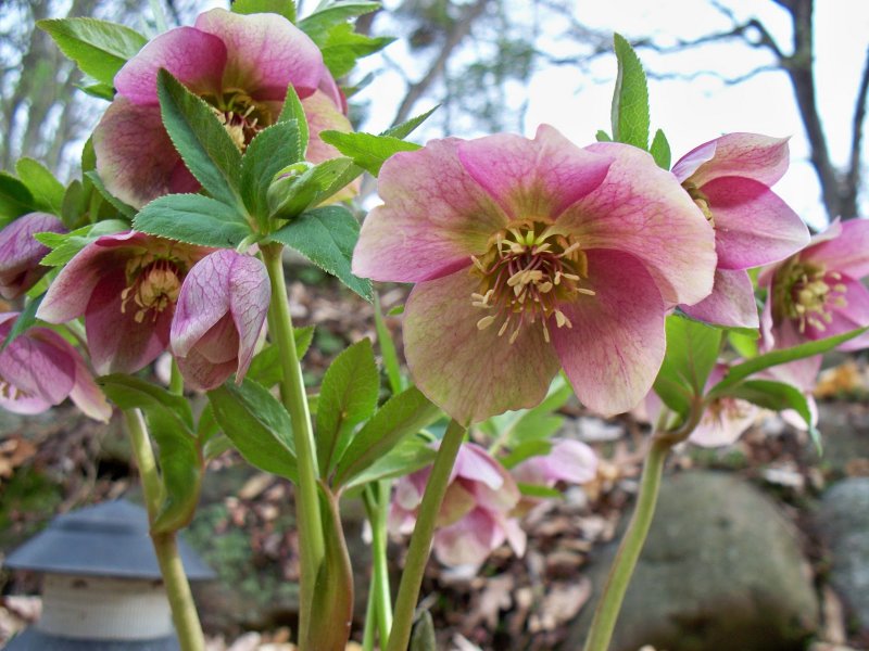 Морозник Helleborus nigristern