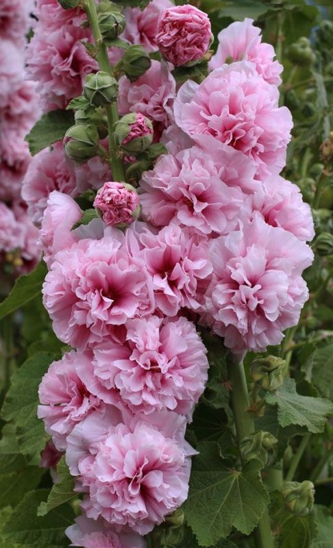 Alcea rosea l.
