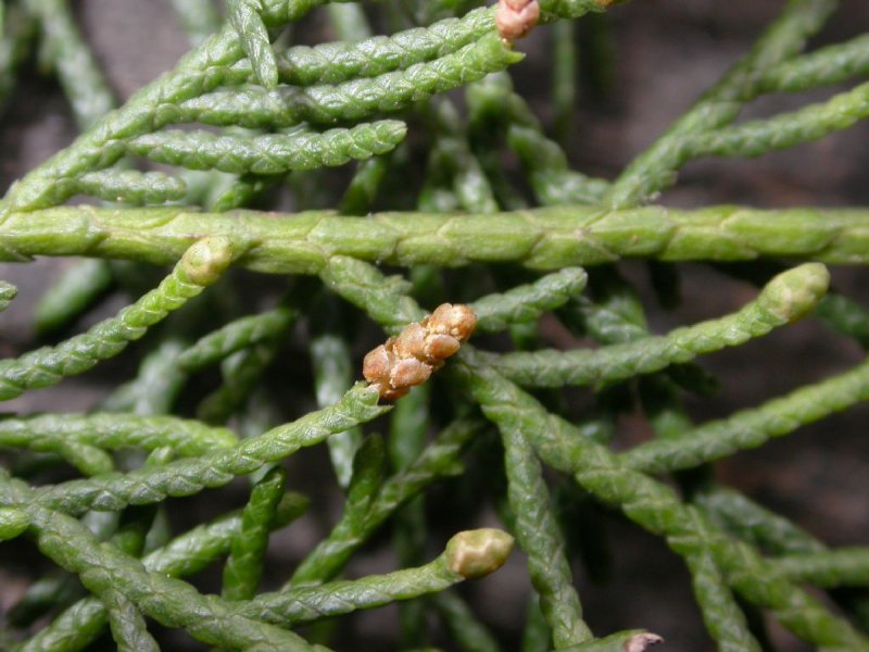 Cedrus deodara