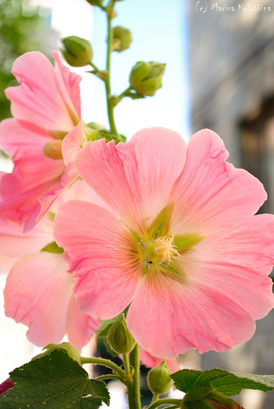 Мальва – Alcea rosea