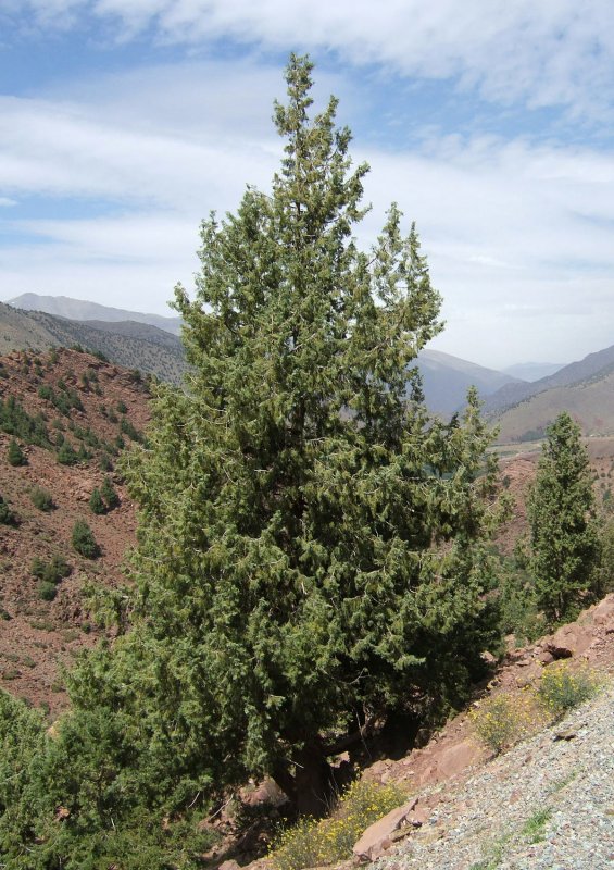 Cupressus Funebris