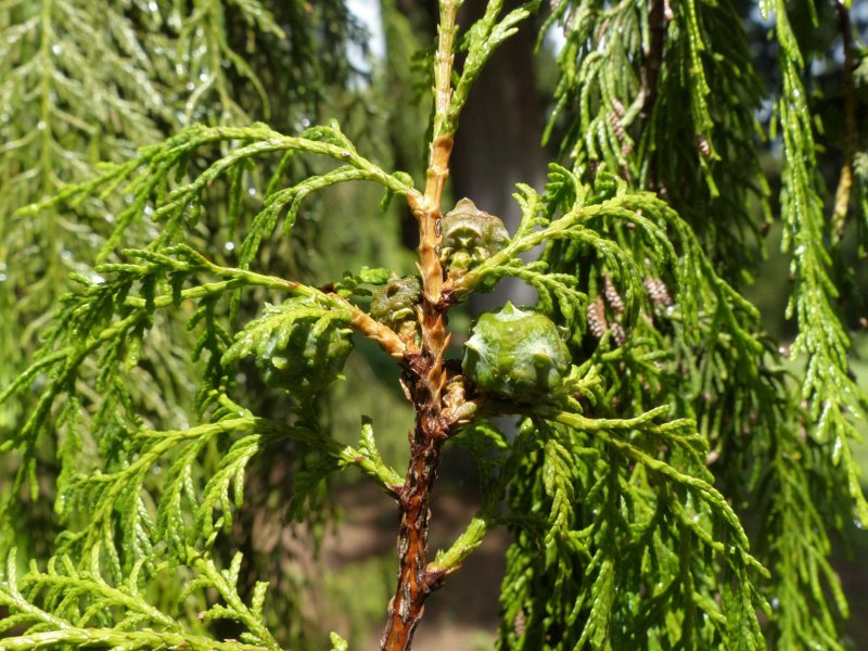 Кипарис вечнозеленый (Cupressus sempervirens)