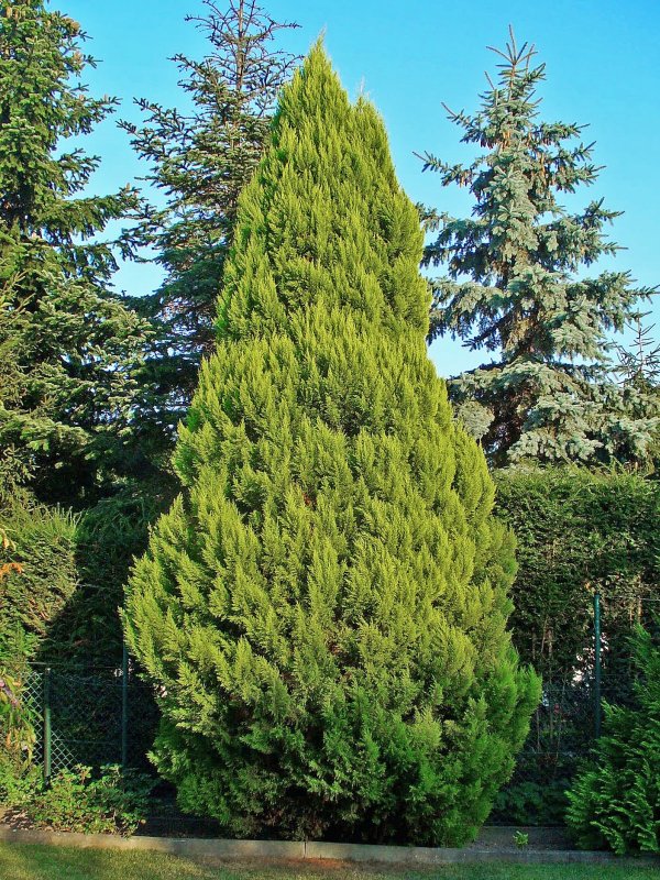 Кипарис кашмирский (Cupressus cashmeriana)