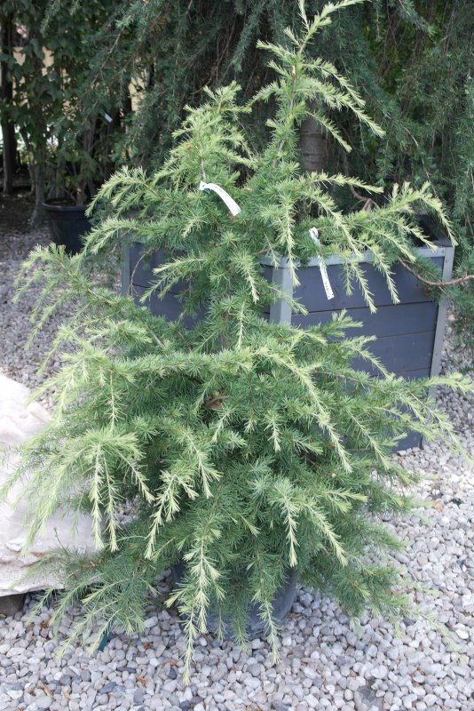 Кипарисовая аллея Симеиз
