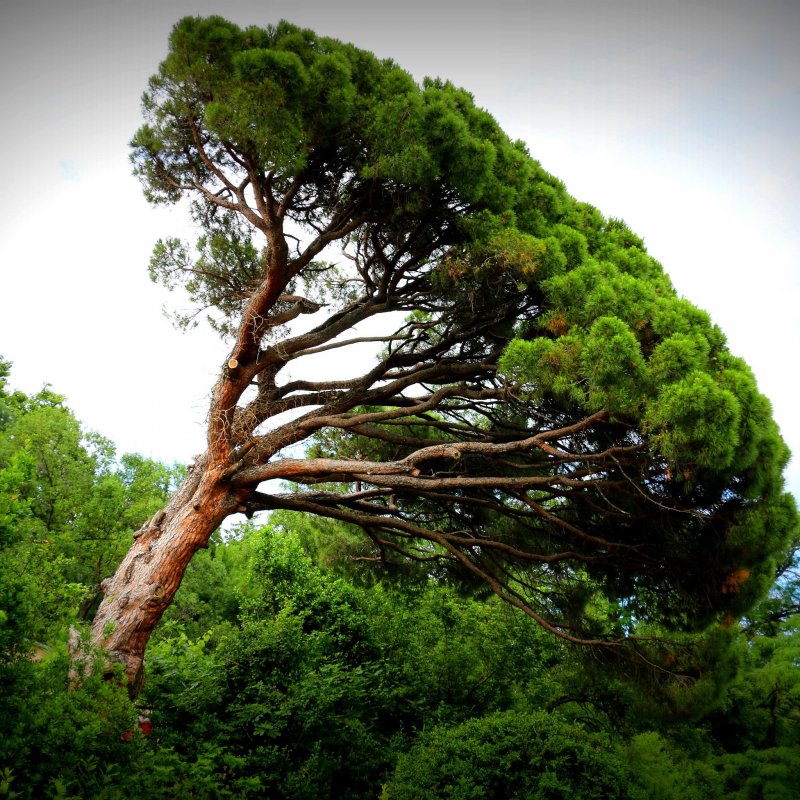 Cupressaceae шиишум