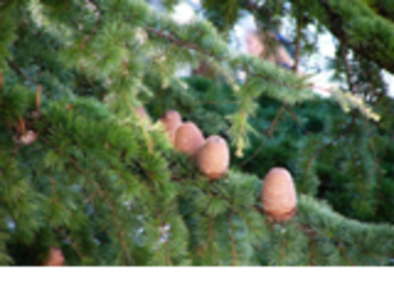 Кипарис вечнозеленый (Cupressus sempervirens)