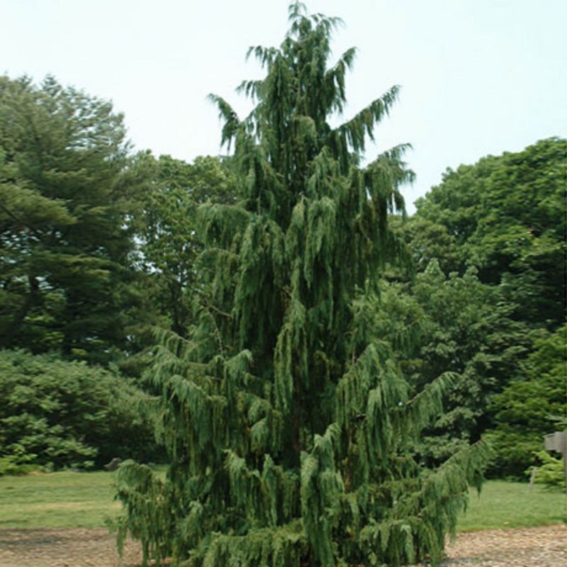 Cupressus cashmeriana