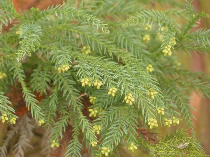Cupressus nootkatensis