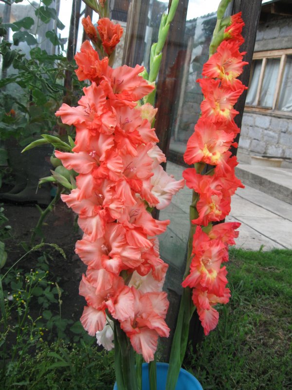 Гладиолусы подвязка