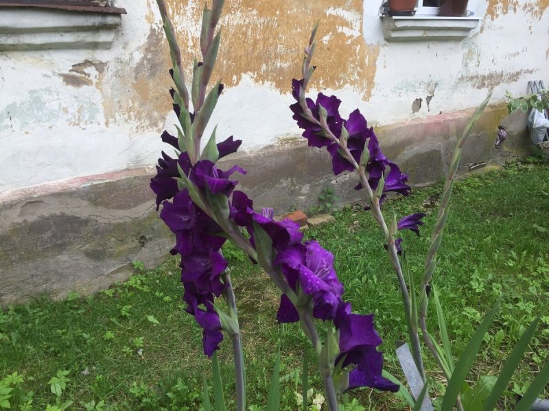 Кривой Гладиолус
